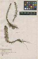 Filed as Myriophyllum verticillatum L. [family HALORAGACEAE]