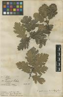 Filed as Quercus pubescens Willd. [family FAGACEAE]
