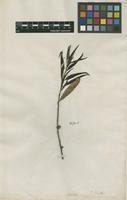 Filed as Quercus phellos L. [family FAGACEAE]