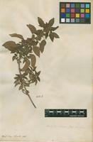 Filed as Acalypha indica L. [family EUPHORBIACEAE]
