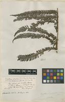 Type? of Dicksonia glauca Sm. [family DICKSONIACEAE]