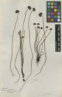 Filed as Schizaea pectinata (L.) Sw. [family SCHIZAEACEAE]