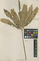 Filed as Osmunda zeylanica L. [family OSMUNDACEAE]