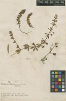 Filed as Galium verrucosum Huds. [family RUBIACEAE]