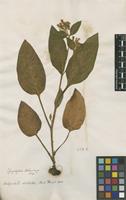 Filed as Symphytum tuberosum L. [family BORAGINACEAE]