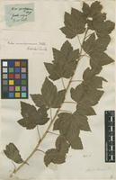 Filed as Ribes indet. [family GROSSULARIACEAE]