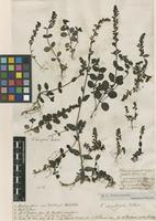 Filed as Veronica serpyllifolia L. [family PLANTAGINACEAE]