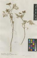 Filed as Aethusa cynapium L. [family APIACEAE]