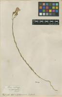 Filed as Linum narbonense L. [family LINACEAE]