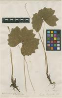 Holotype of Leontice triphylla Sm. [family BERBERIDACEAE]