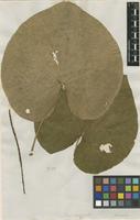 Filed as Piper umbellatum L. [family PIPERACEAE]
