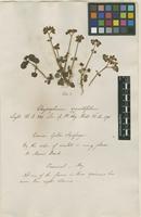 Filed as Chrysosplenium oppositifolium L. [family SAXIFRAGACEAE]