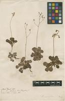 Filed as Saxifraga cuneifolia L. [family SAXIFRAGACEAE]