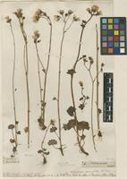Filed as Saxifraga granulata L. [family SAXIFRAGACEAE]