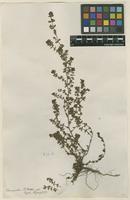 Filed as Euphorbia thymifolia L. [family EUPHORBIACEAE]