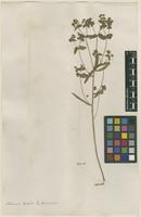Filed as Euphorbia taurinensis All. [family EUPHORBIACEAE]