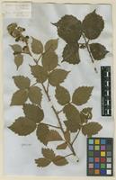 Filed as Rubus leucostachys Schleich. [family ROSACEAE]