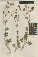 Filed as Potentilla hirta L. [family ROSACEAE]