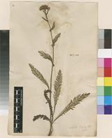 Filed as Achillea indet. [family ASTERACEAE]