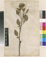 Lectotype of Centaurea pullata L. [family ASTERACEAE]