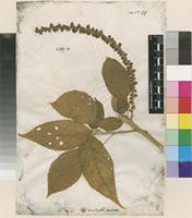 Filed as Acalypha indica L. [family EUPHORBIACEAE]