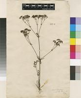 Lectotype of Galium montanum L. [family RUBIACEAE]