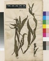 Filed as Symphytum tuberosum L. [family BORAGINACEAE]