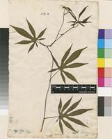 Lectotype of Ipomoea tuberosa L. [family CONVOLVULACEAE]