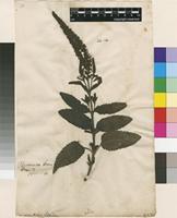 Lectotype of Veronica hybrida L. [family PLANTAGINACEAE]