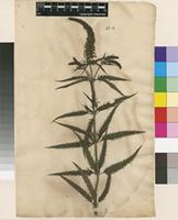Lectotype of Veronica maritima L. [family PLANTAGINACEAE]