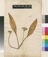 Lectotype of Allium ursinum L. [family AMARYLLIDACEAE]