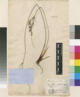 Filed as Juncus effusus L. [family JUNCACEAE]