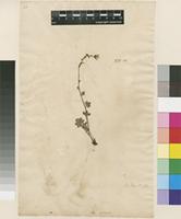 Lectotype of Saxifraga cernua L. [family SAXIFRAGACEAE]