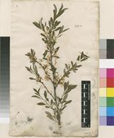 Lectotype of Amygdalus pumila L. [family ROSACEAE]