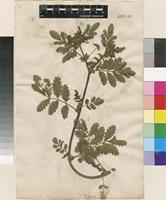 Lectotype of Potentilla supina L. [family ROSACEAE]
