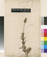 Filed as Lavandula dentata L. [family LAMIACEAE]