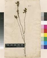 Lectotype of Antirrhinum viscosum L. [family PLANTAGINACEAE]