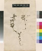 Lectotype of Antirrhinum reflexum L. [family PLANTAGINACEAE]