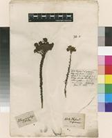 Filed as Selago corymbosa L. [family SCROPHULARIACEAE]