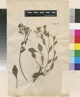 Lectotype of Cochlearia anglica L. [family BRASSICACEAE]