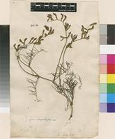 Lectotype of Vicia onobrychioides L. [family FABACEAE]