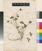 Lectotype of Trifolium fragiferum L. [family FABACEAE]
