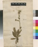 Filed as Hieracium indet. [family ASTERACEAE]