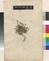 Lectotype of Santolina anthemoides L. [family ASTERACEAE]