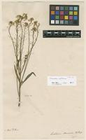 Filed as Cochlearia armoracia L. [family BRASSICACEAE]