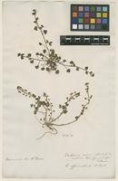 Filed as Cochlearia officinalis L. [family BRASSICACEAE]