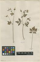 Filed as Geranium robertianum L. [family GERANIACEAE]