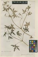 Filed as Geranium sibiricum L. [family GERANIACEAE]