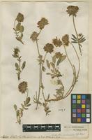 Filed as Anthyllis vulneraria L. [family FABACEAE]