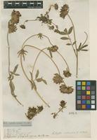 Filed as Anthyllis vulneraria L. [family FABACEAE]